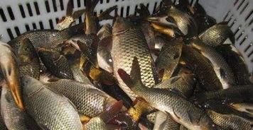 鲤鱼养殖爆料视频大全集,视频大全集深度解析